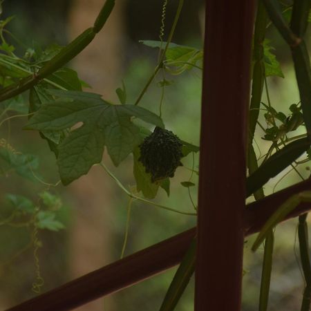 Travellers Crib Auroville Exterior foto