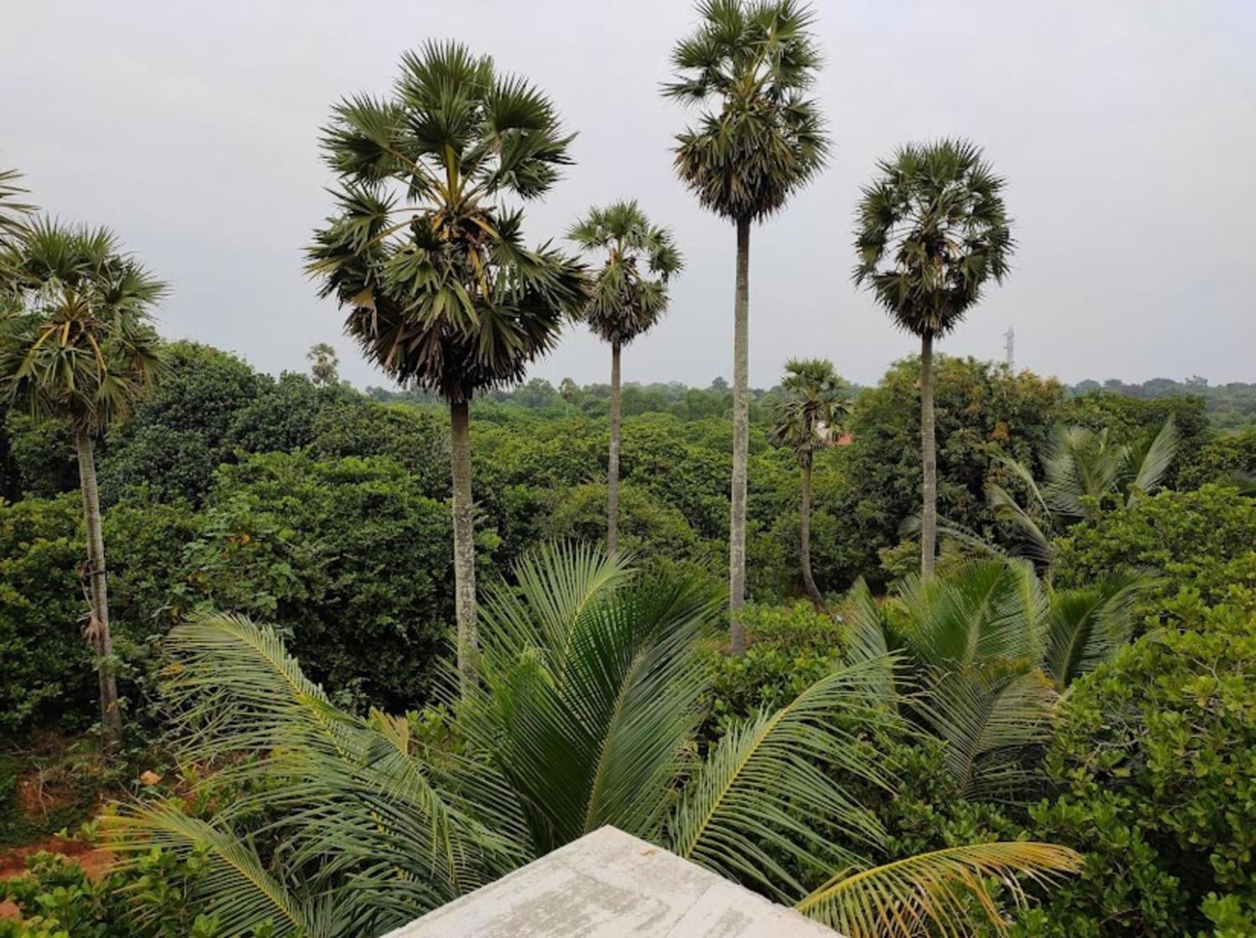 Travellers Crib Auroville Exterior foto
